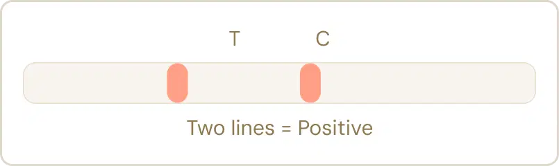 Two lines - Positive